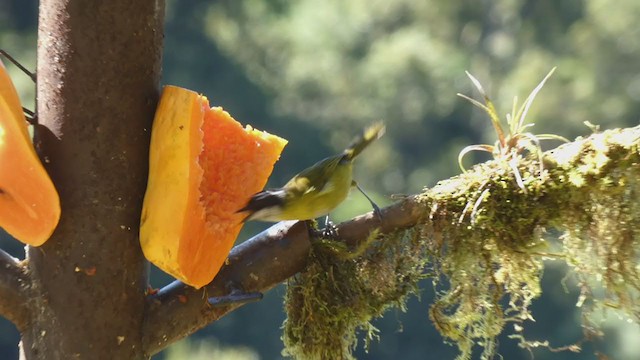 Sooty-capped Chlorospingus - ML404691151