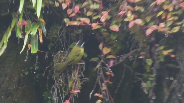 Sooty-capped Chlorospingus - ML404691191