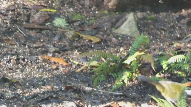 Chestnut-capped Brushfinch - ML404691201