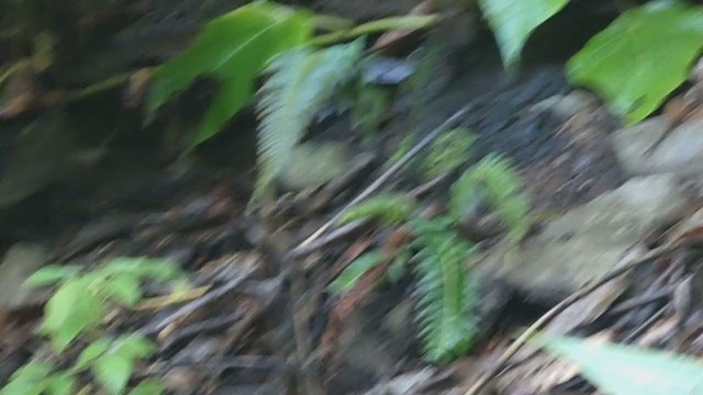 Chestnut-capped Brushfinch - ML404691211