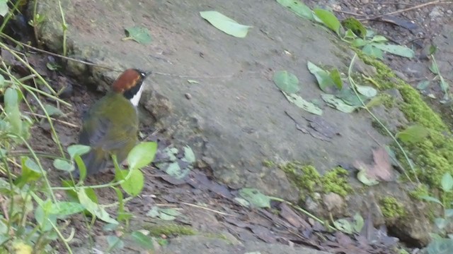 Chestnut-capped Brushfinch - ML404691241