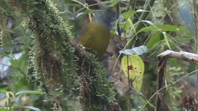 Large-footed Finch - ML404691271