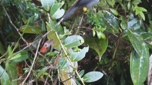 Yellow-thighed Brushfinch - ML404691291