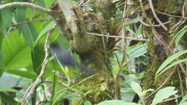 Yellow-thighed Brushfinch - ML404691311