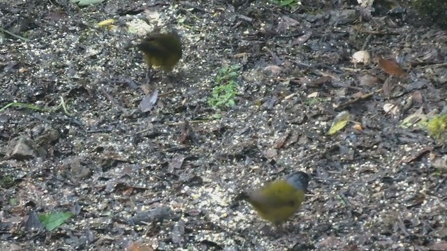 Large-footed Finch - ML404691321