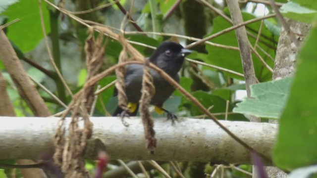 Yellow-thighed Brushfinch - ML404691331