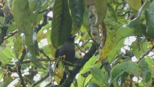 Yellow-thighed Brushfinch - ML404691341