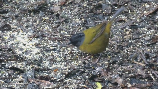 Large-footed Finch - ML404691361