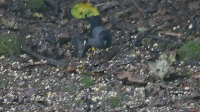 Yellow-thighed Brushfinch - ML404691371