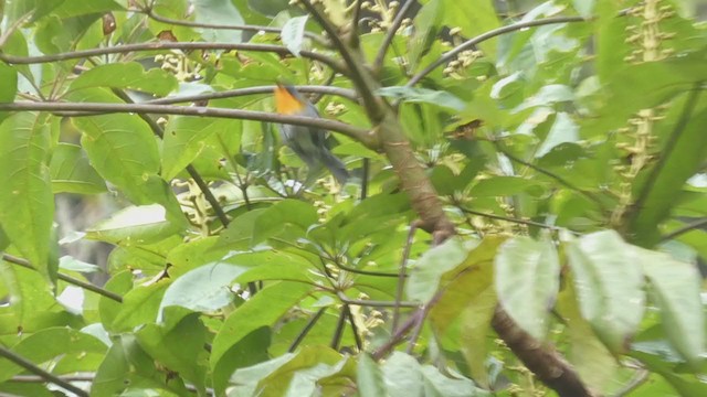 Flame-throated Warbler - ML404691451