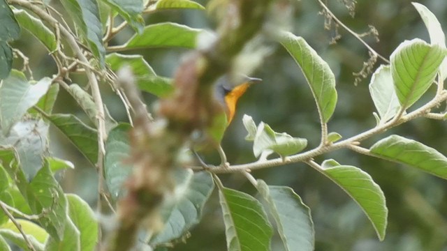 Flame-throated Warbler - ML404691461