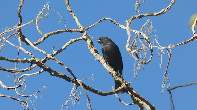 Bronzed Cowbird - ML404691471