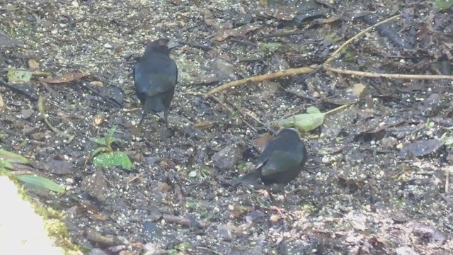 Bronzed Cowbird - ML404691531