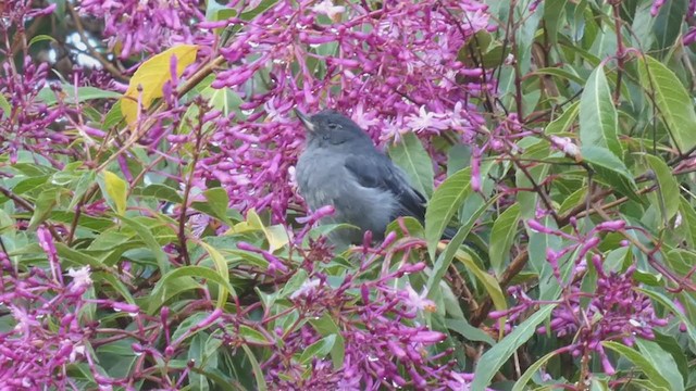 Slaty Flowerpiercer - ML404691911