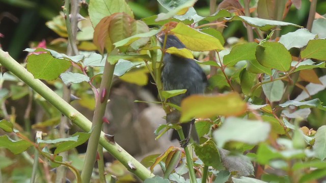 Slaty Flowerpiercer - ML404692021