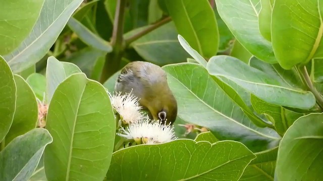 Cape White-eye - ML404692481