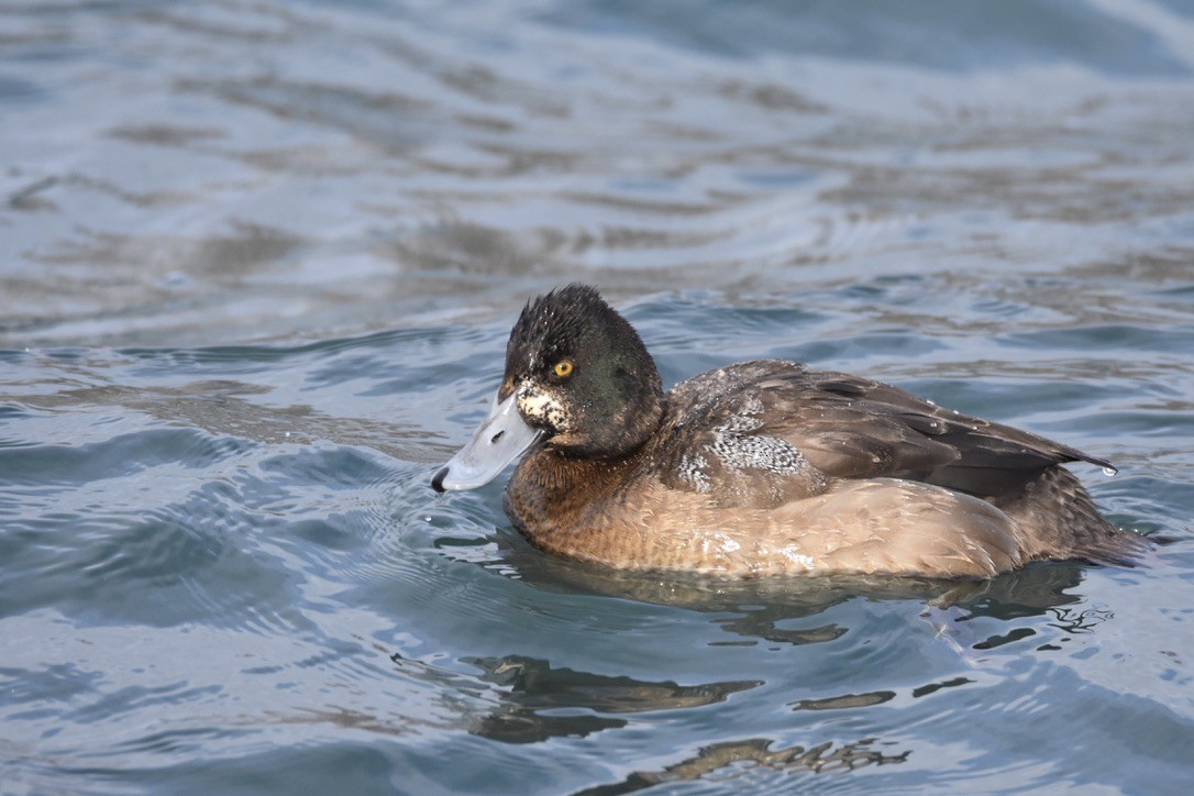 Lesser Scaup - Luke Berg