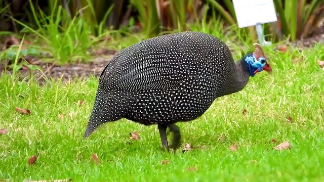 Helmeted Guineafowl - ML404693111