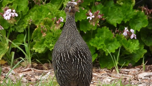 Cape Spurfowl - ML404693261