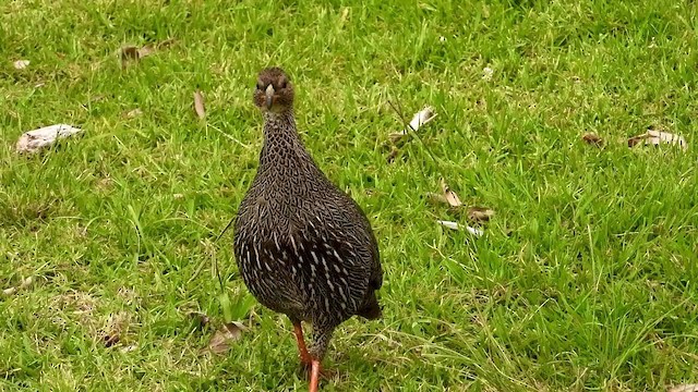 Cape Spurfowl - ML404693271