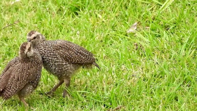 Cape Spurfowl - ML404693291