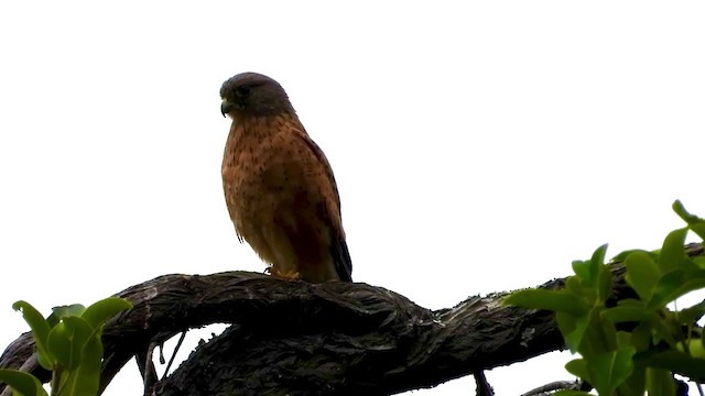 Rock Kestrel - ML404693341