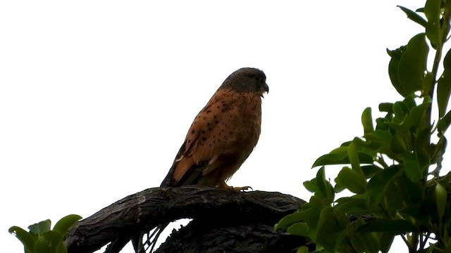 Rock Kestrel - ML404693351