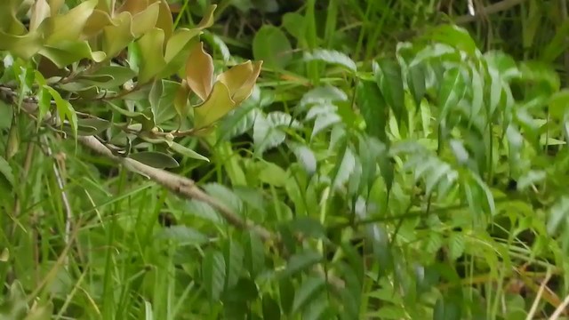 Southern Boubou - ML404693401