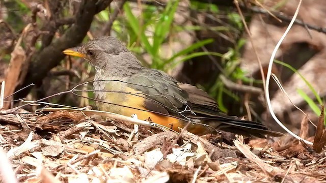 Olive Thrush - ML404693461