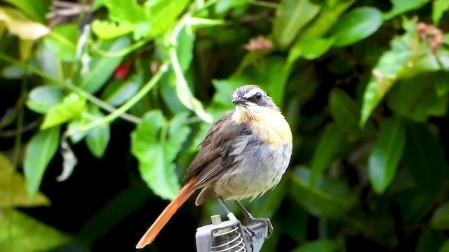 Cape Robin-Chat - ML404693511