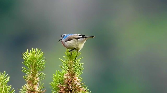 Southern Double-collared Sunbird - ML404693541