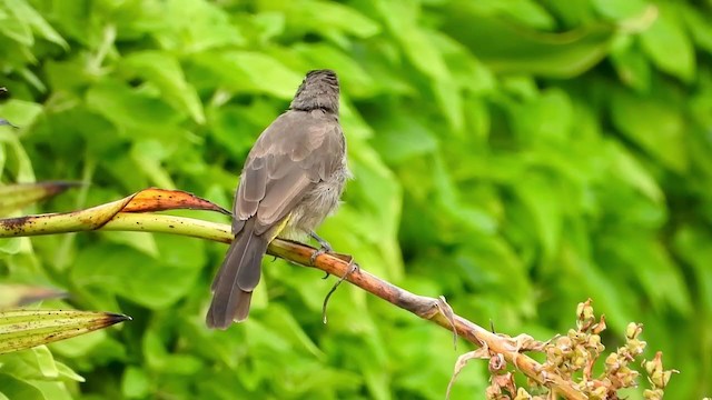 Cape Bulbul - ML404693901