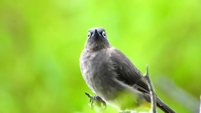 Cape Bulbul - ML404693941