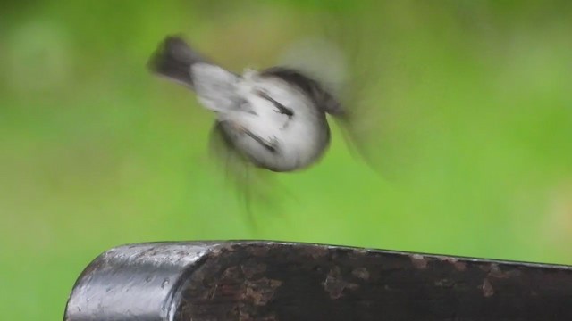 African Dusky Flycatcher - ML404694011