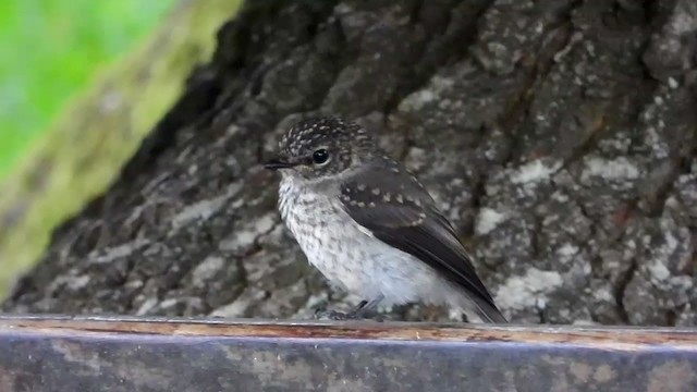 African Dusky Flycatcher - ML404694021