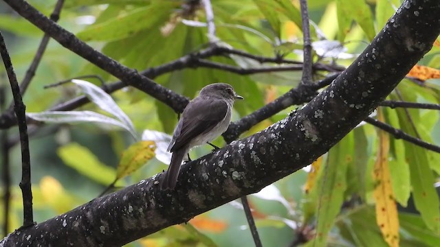 African Dusky Flycatcher - ML404694031