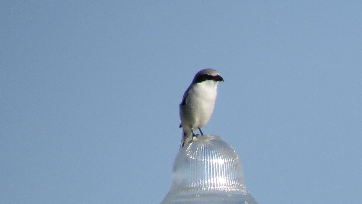 Loggerhead Shrike - Rick Robinson