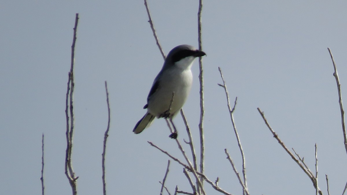 Loggerhead Shrike - Rick Robinson