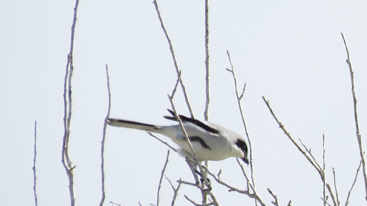 Loggerhead Shrike - Rick Robinson