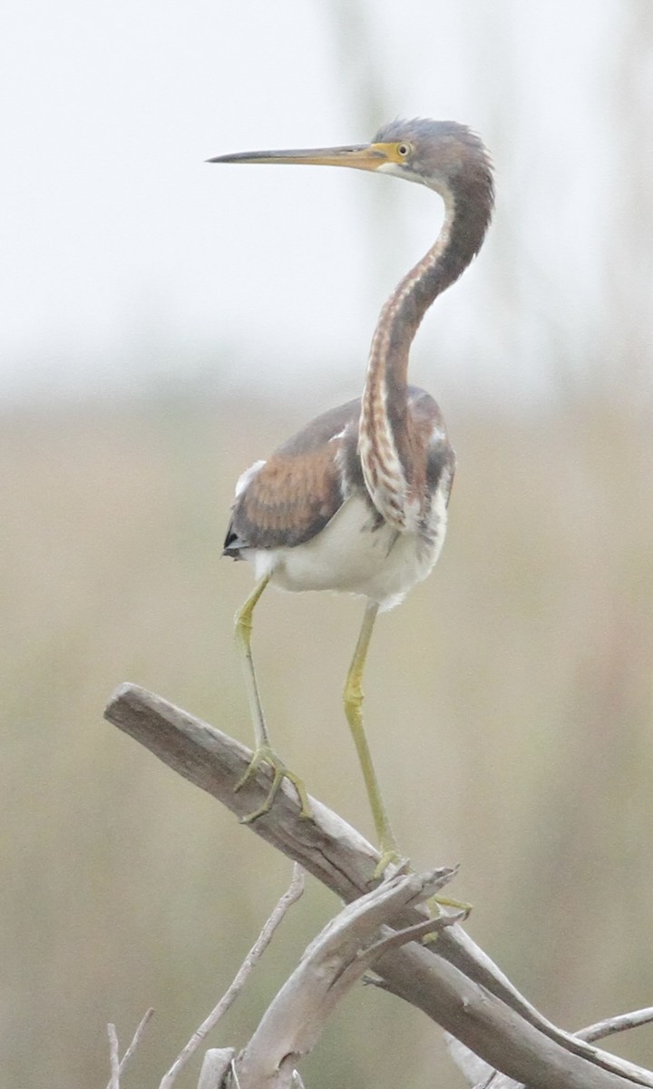 Tricolored Heron - William Matthews