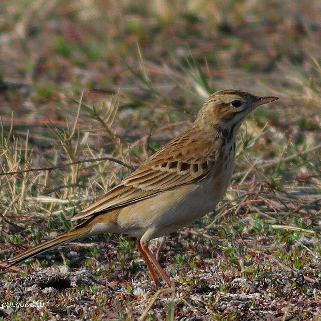 Richard's Pipit - ML404697031