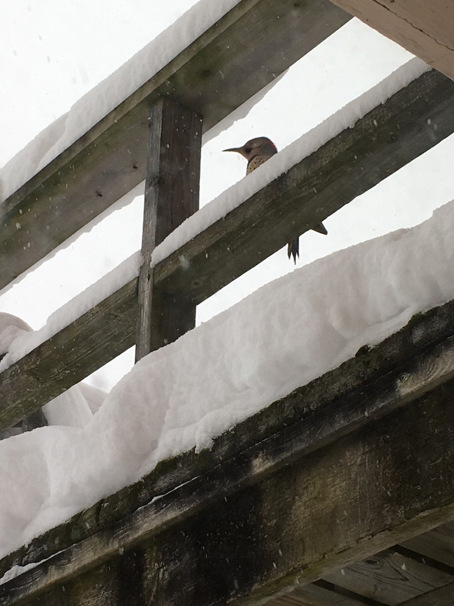 datel zlatý (ssp. auratus/luteus) - ML404697401