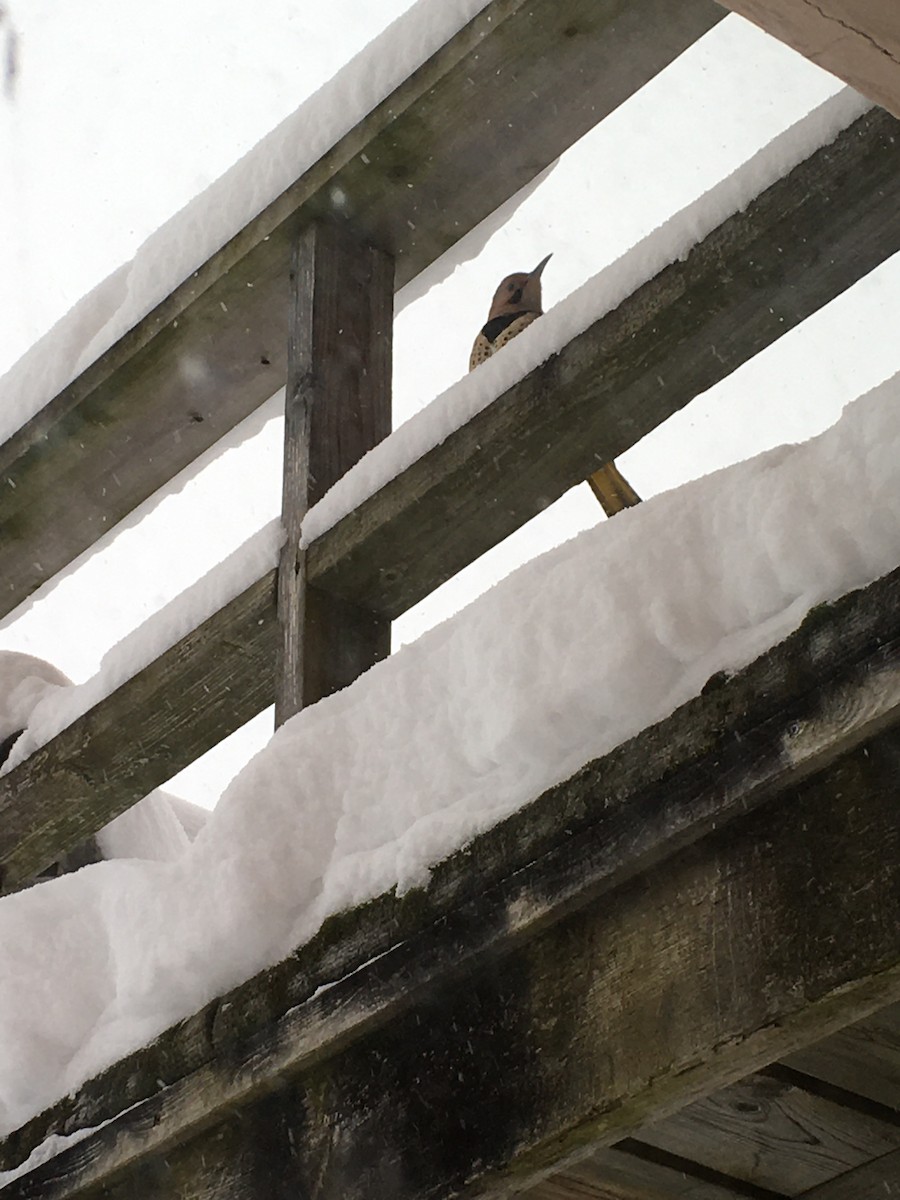 datel zlatý (ssp. auratus/luteus) - ML404697411