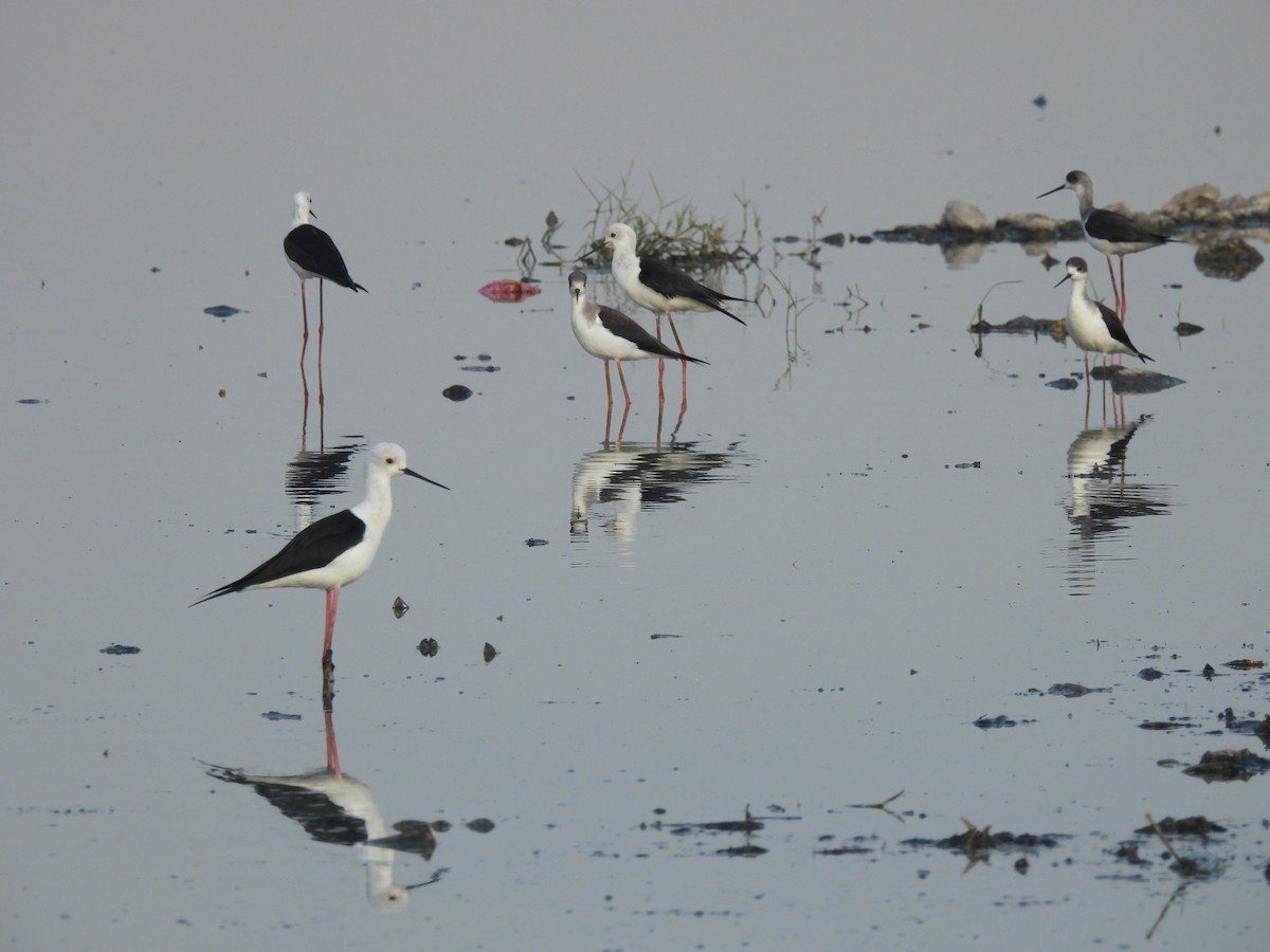 Black-winged Stilt - ML404698641