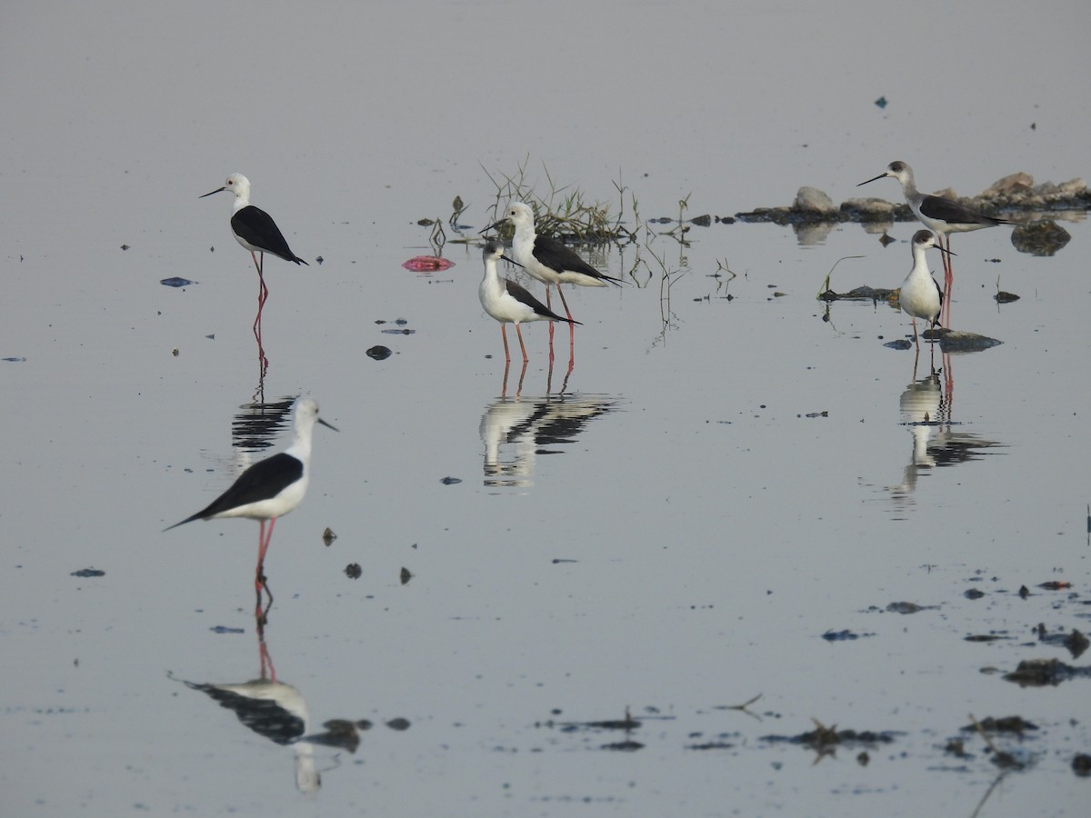 Black-winged Stilt - ML404698661