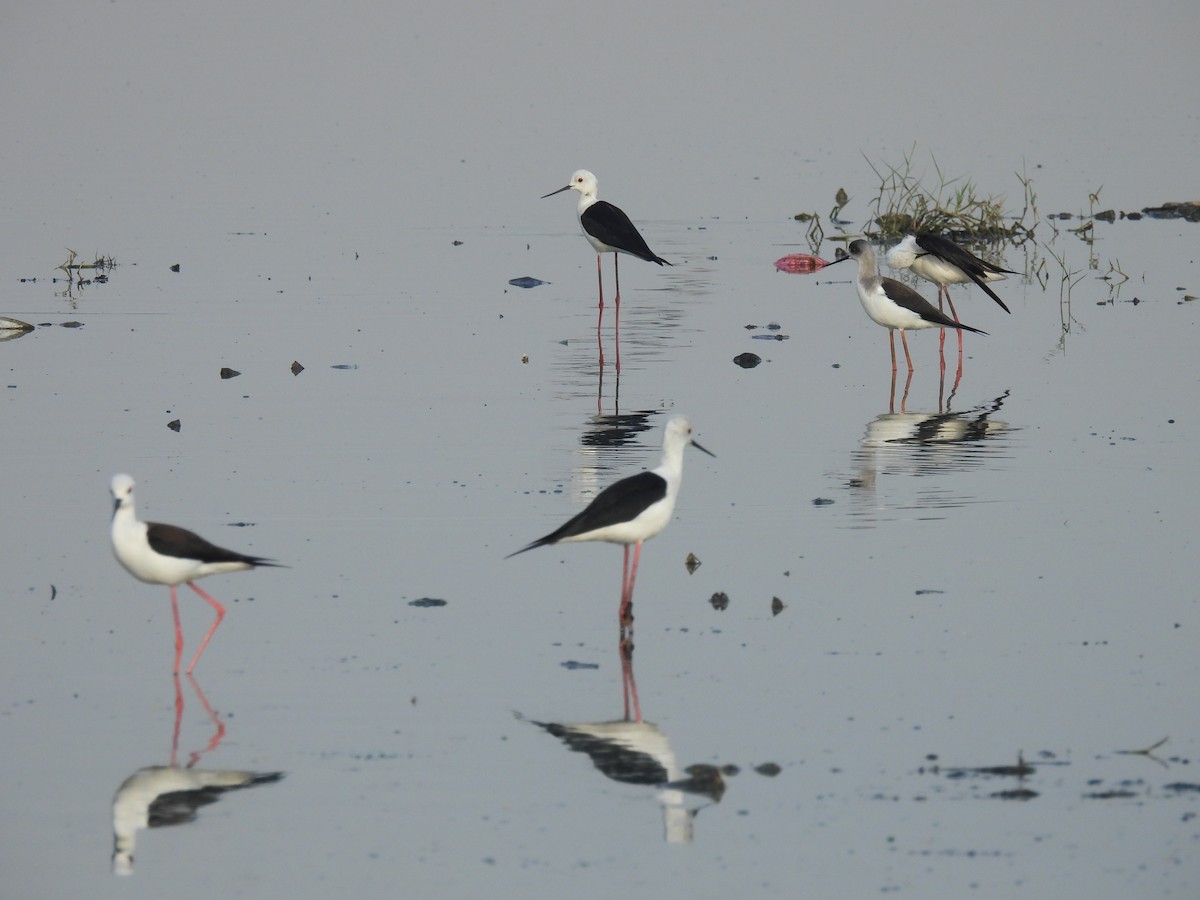 Black-winged Stilt - ML404698691