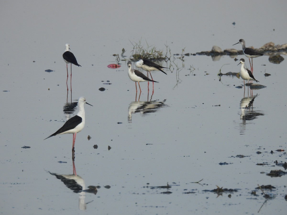 Black-winged Stilt - ML404698721