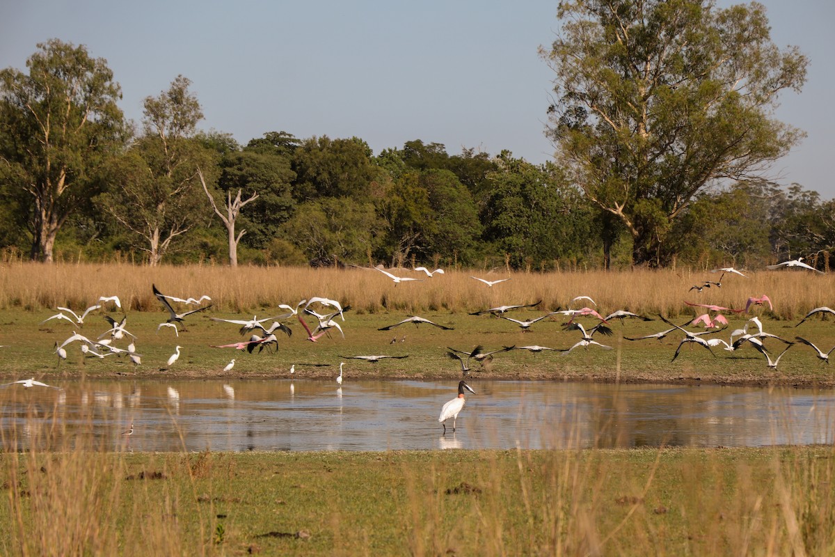 Jabirustorch - ML404699661