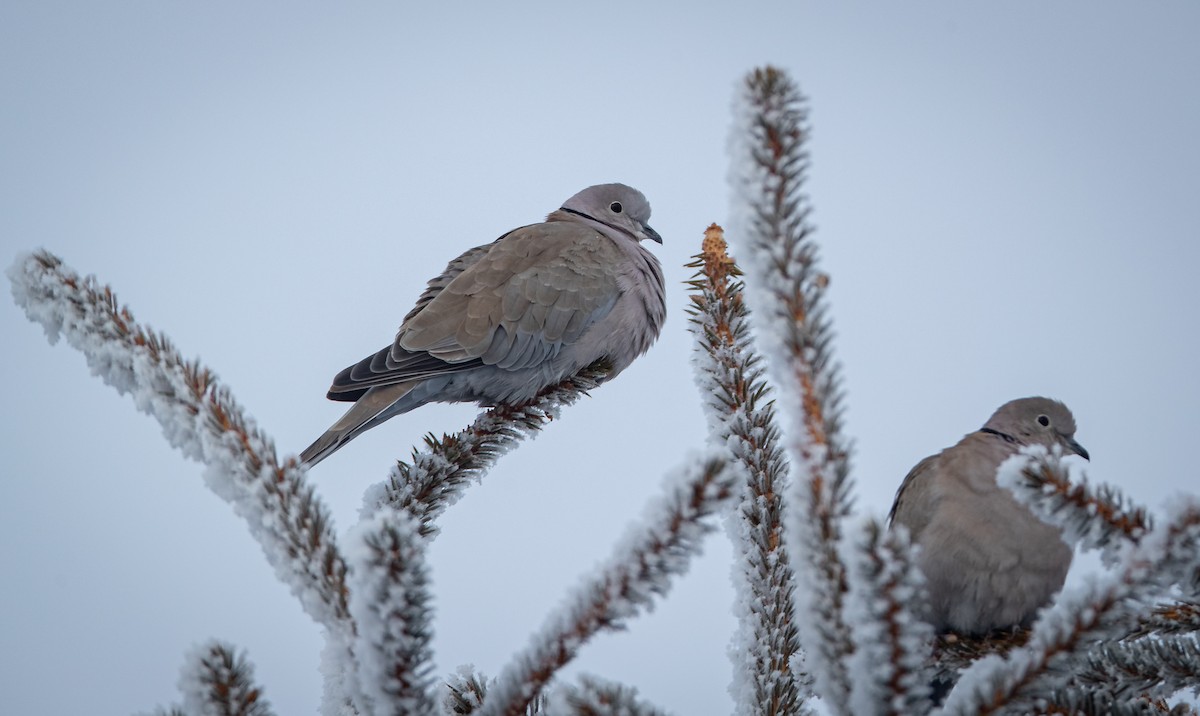 Eurasian Collared-Dove - ML404700191