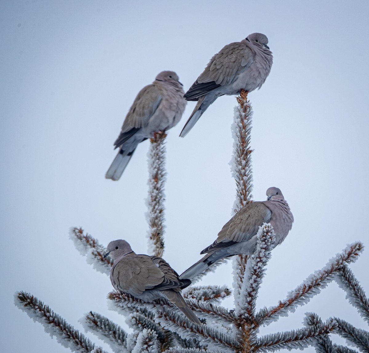 Eurasian Collared-Dove - ML404700261